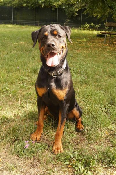 Rottweiler