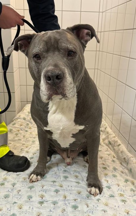 Staffordshire Bullterrier
