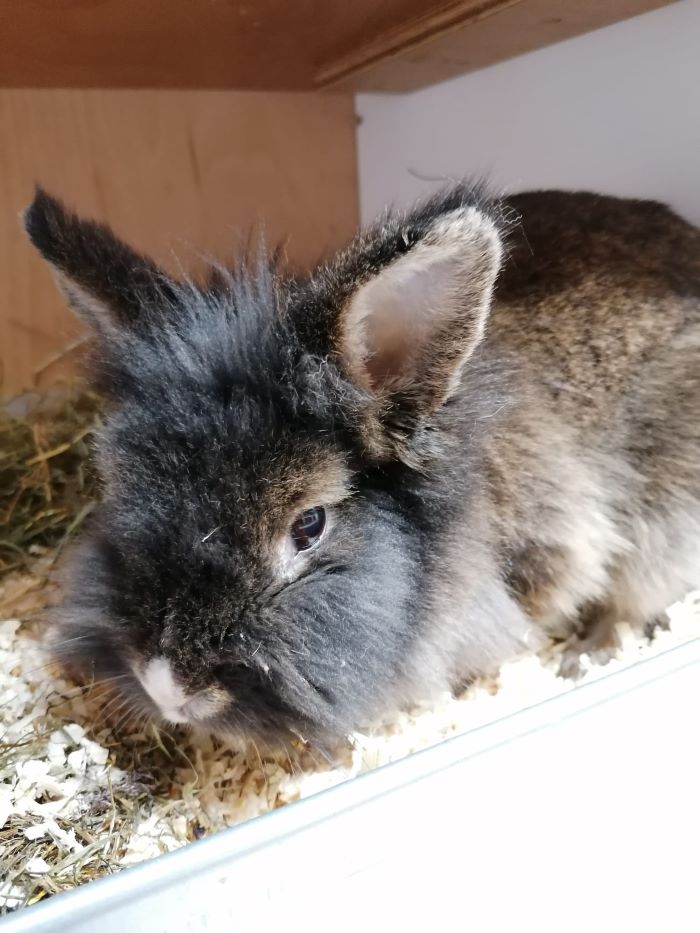 Kaninchen