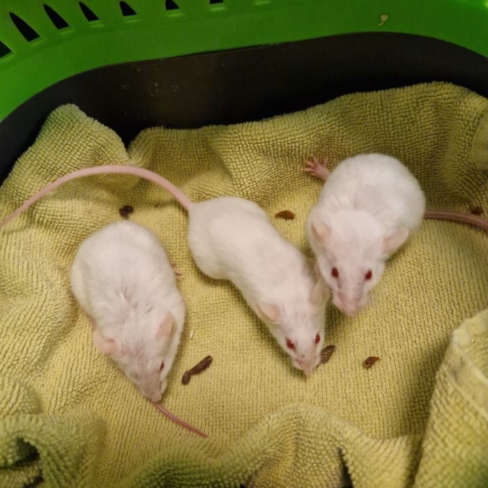 Maus