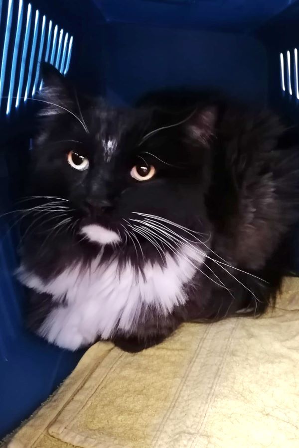 Maine Coon-Mischling