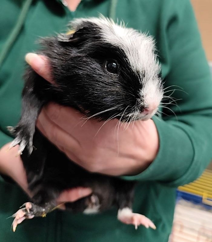 Meerschweinchen