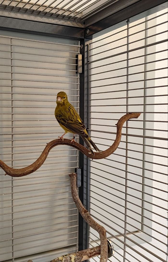 Kanarienvogel