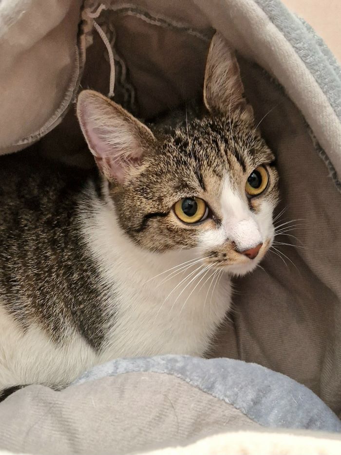 Europäische Hauskatze