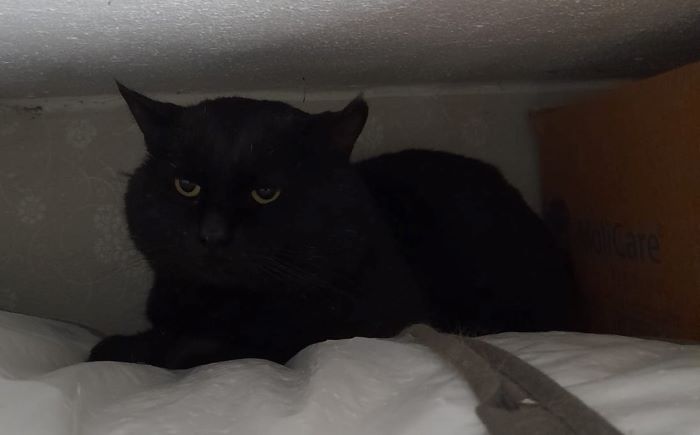 Europäische Hauskatze