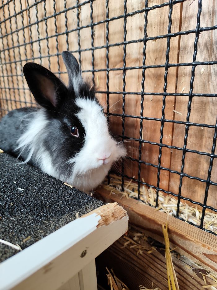 Kaninchen
