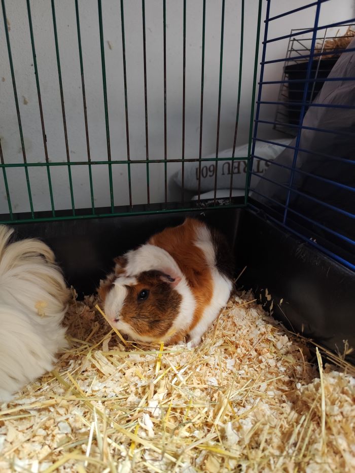 Meerschweinchen