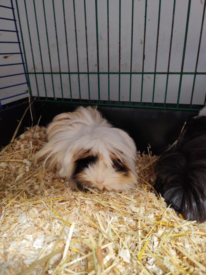 Meerschweinchen
