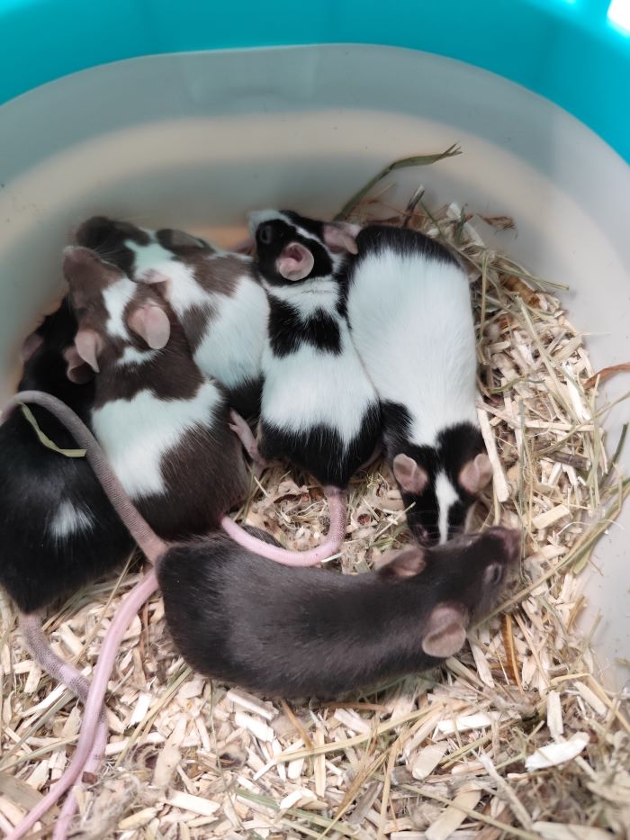 Maus