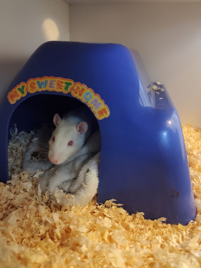 Ratte