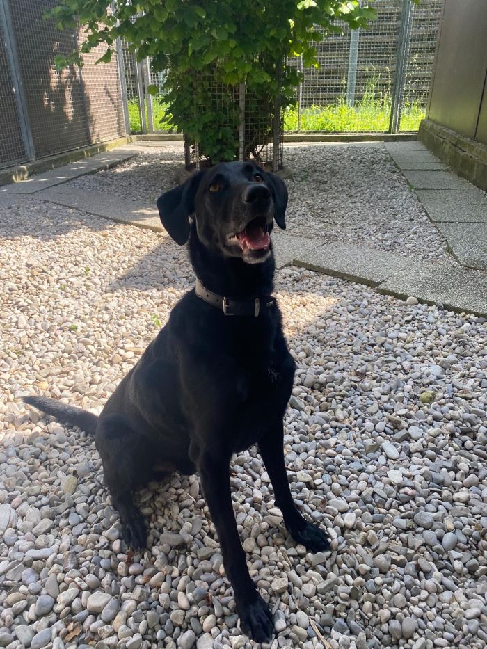 Schäferhund-Mischling