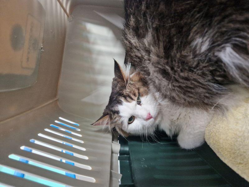 Europäische Hauskatze