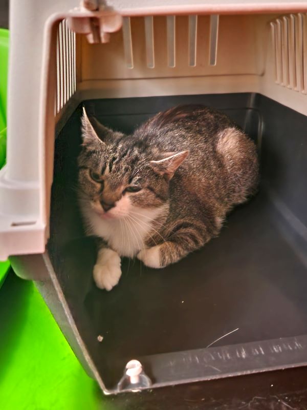 Europäische Hauskatze