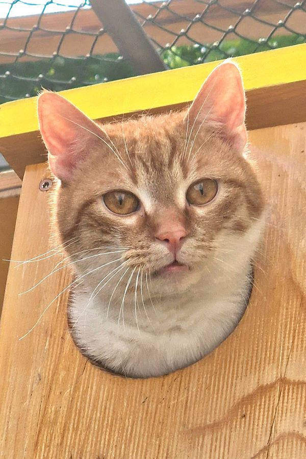 Europäische Hauskatze