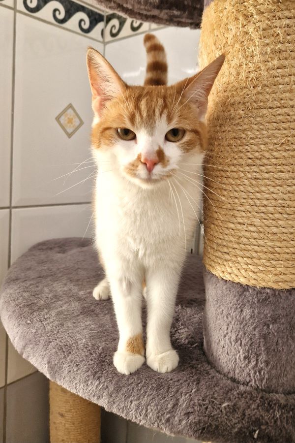 Europäische Hauskatze