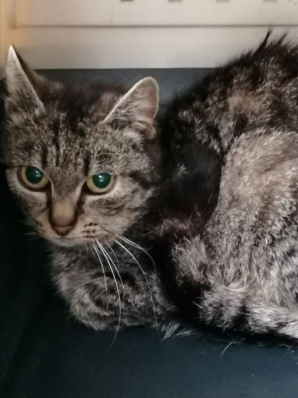 Europäische Hauskatze