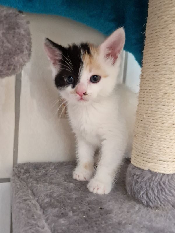Europäische Hauskatze