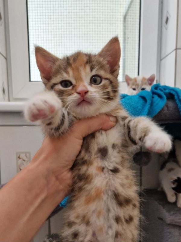 Europäische Hauskatze