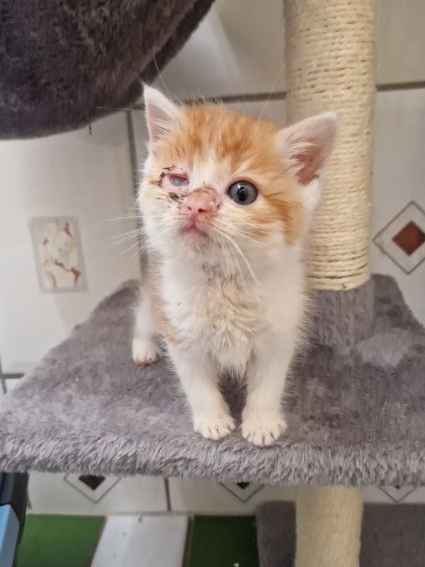 Europäische Hauskatze