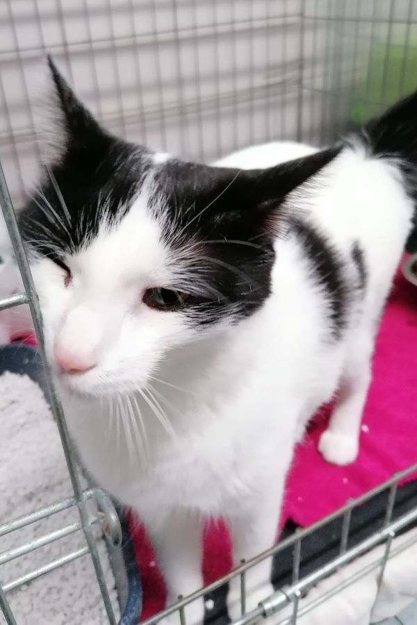 Europäische Hauskatze