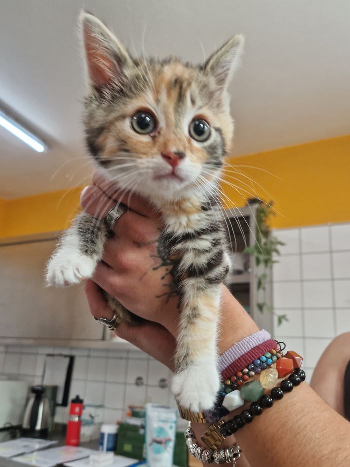 Europäische Hauskatze