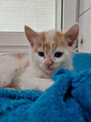 Fundtier Tier-ID 36694