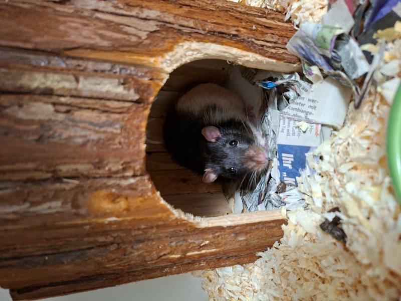 Ratte