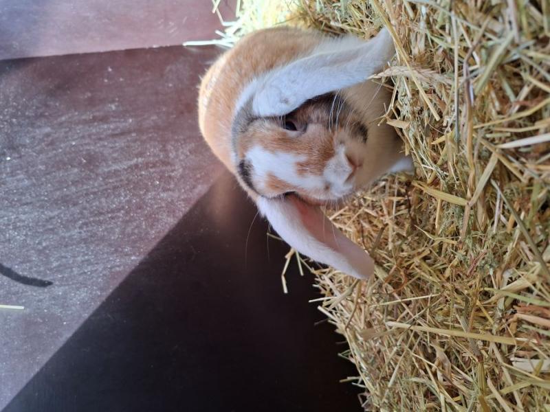 Kaninchen