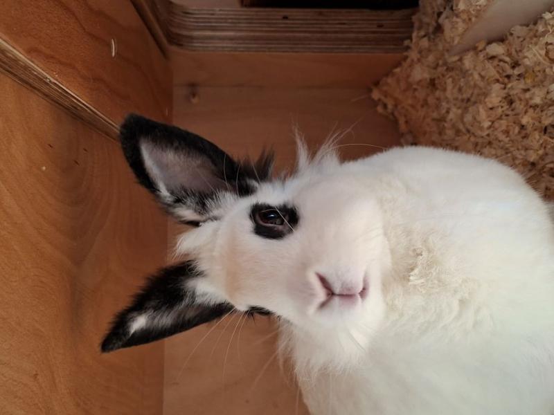 Kaninchen