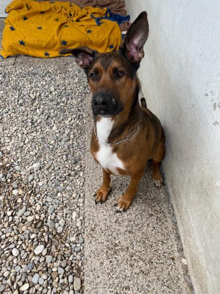 Schäferhund-Mischling