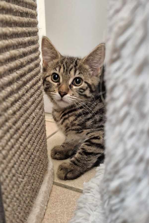 Europäische Hauskatze