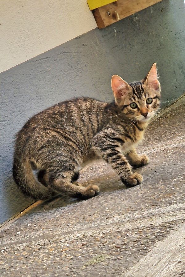Europäische Hauskatze