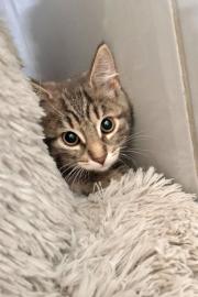 Fundtier Tier-ID 37351