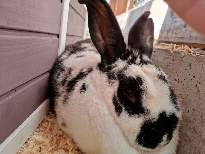 Kaninchen