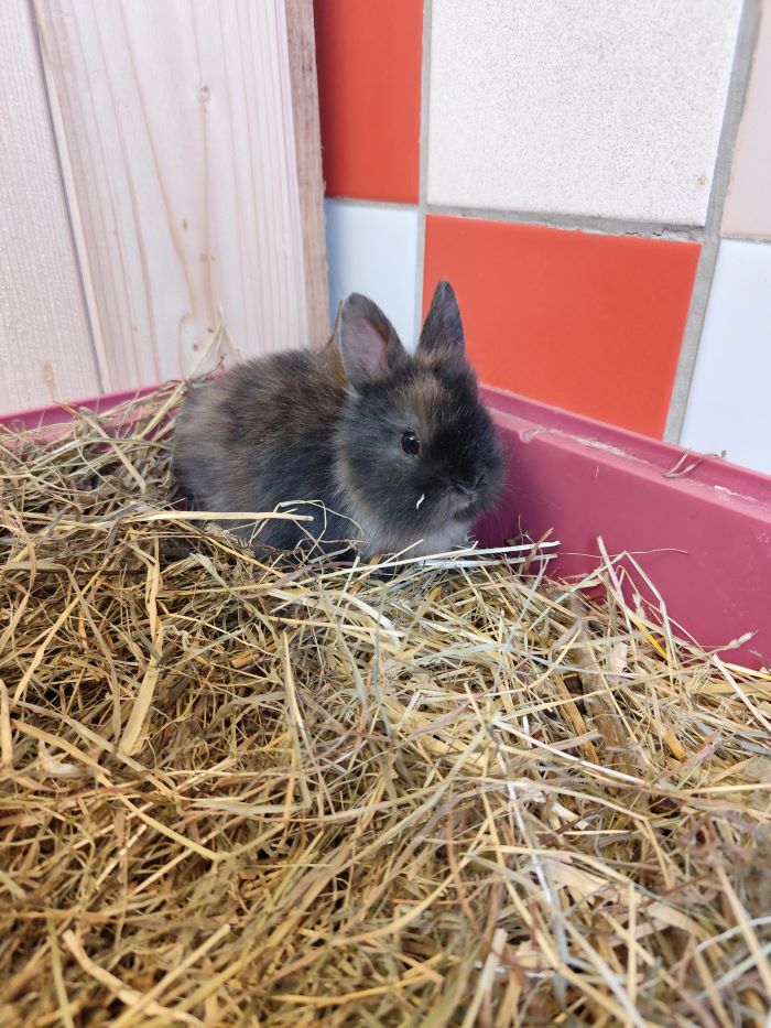 Kaninchen
