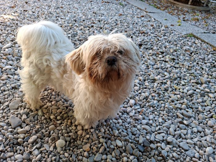 Shih Tzu-Mischling
