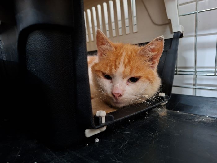 Europäische Hauskatze
