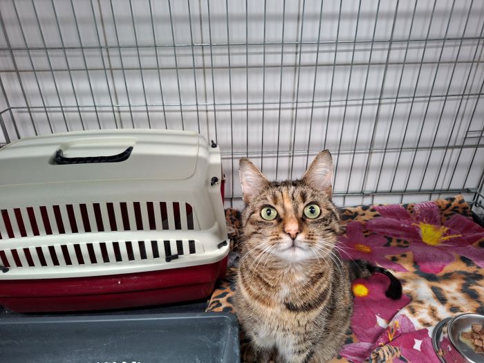 Europäische Hauskatze