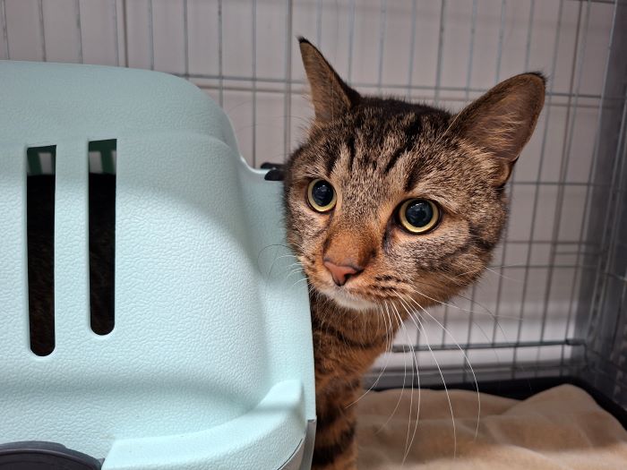 Europäische Hauskatze