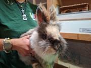 Fundtier Tier-ID 37371