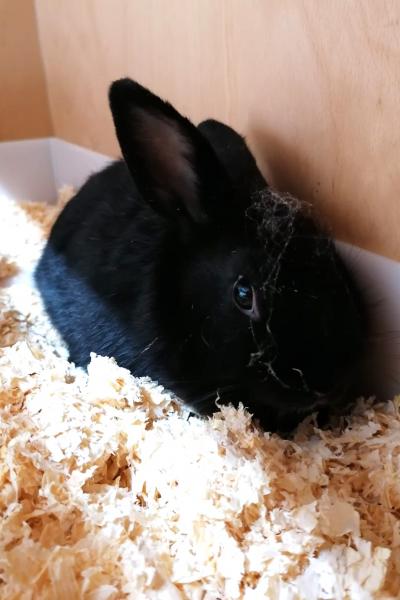 Kaninchen