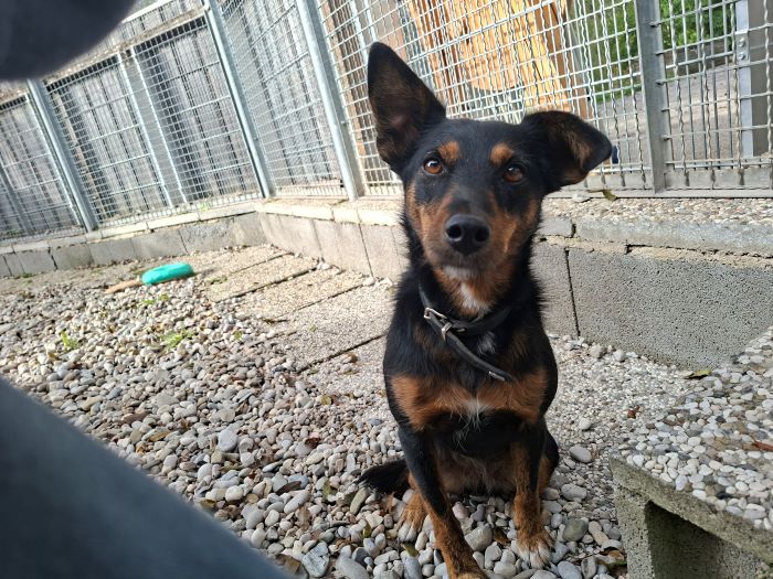Terrier-Mischling