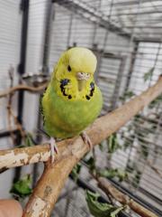 Fundtier Tier-ID 38257