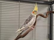 Fundtier Tier-ID 38259