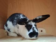 Fundtier Tier-ID 38268