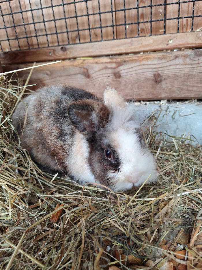 Kaninchen