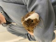 Fundtier Tier-ID 38320