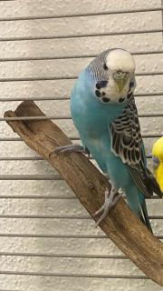 Fundtier Tier-ID 38322