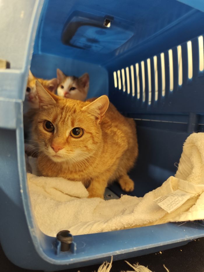 Europäische Hauskatze