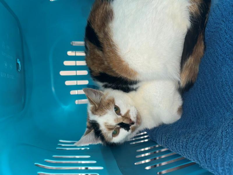 Europäische Hauskatze